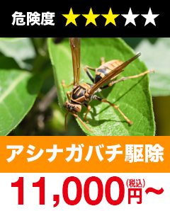 アシナガバチ駆除11,000円(税込)