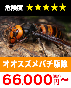 オオスズメバチ駆除55,000円(税込)