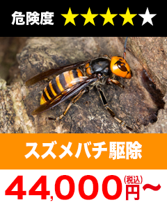 スズメバチ駆除33,000円(税込)