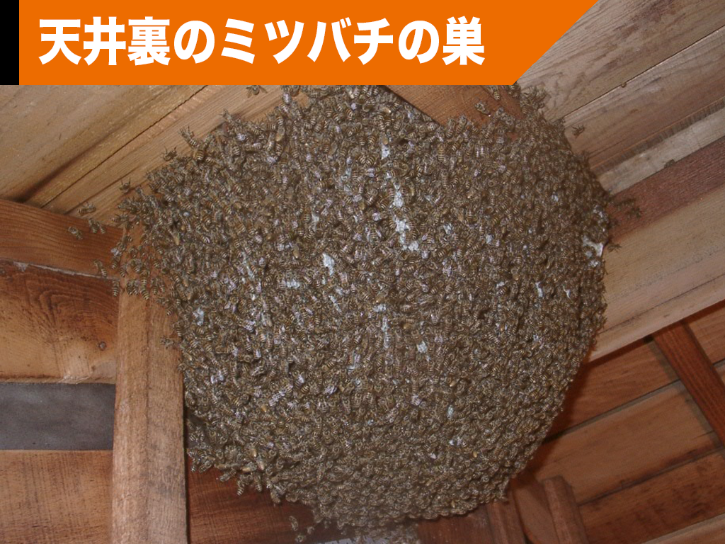 天井裏のミツバチの巣