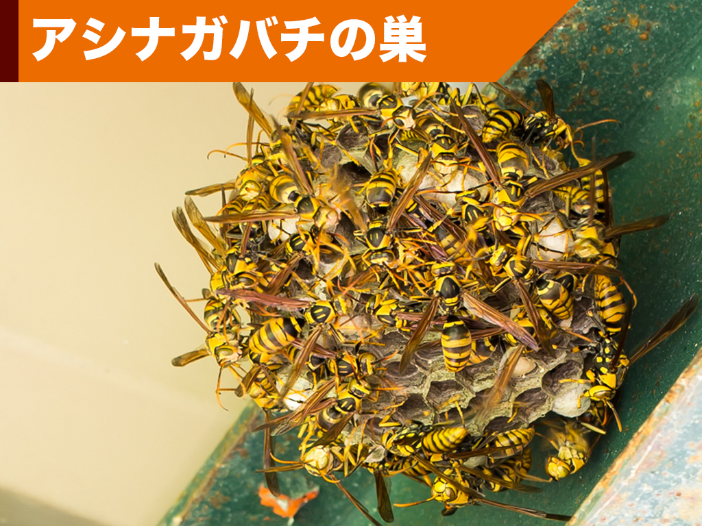 アシナガバチの巣