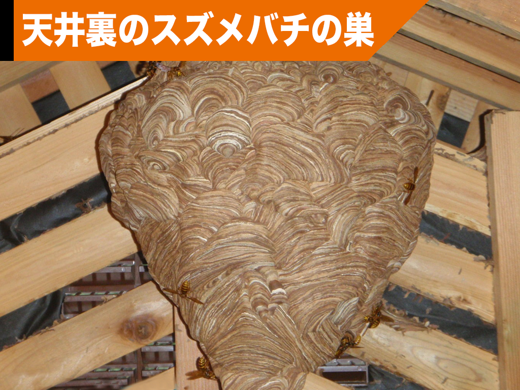 天井裏のスズメバチの巣