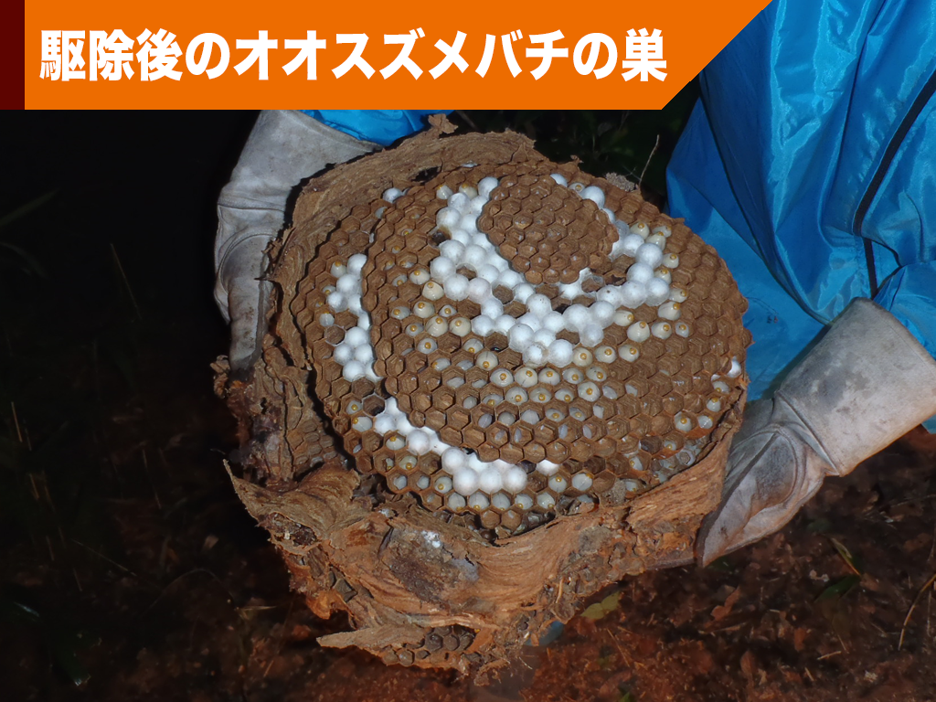 屋根裏のオオスズメバチの巣