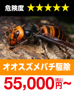 オオスズメバチ駆除55,000円(税込)